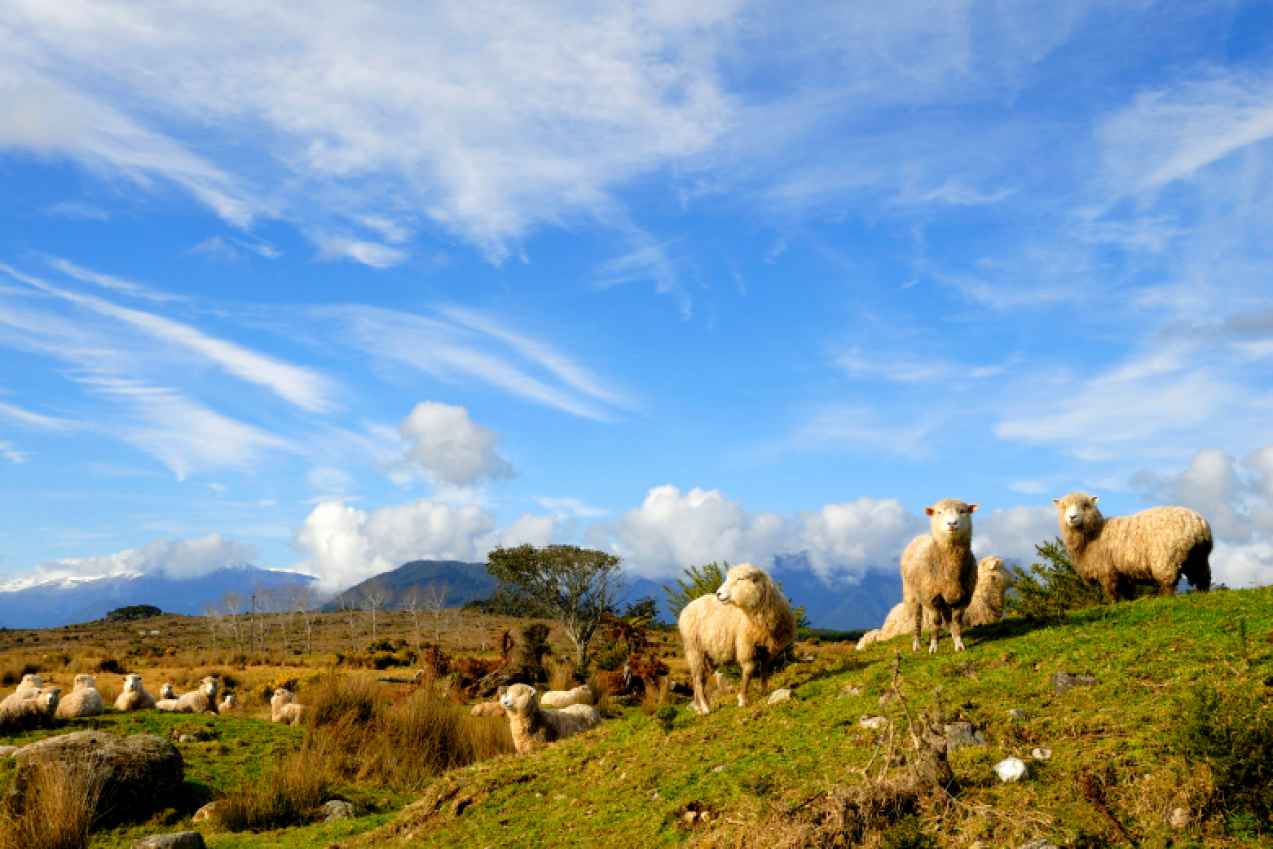 Moutons en montagne en Nouvelle Zélande - AILS